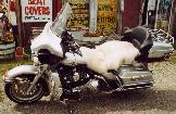 2003 HD 100 Anniversary Ultra Classic